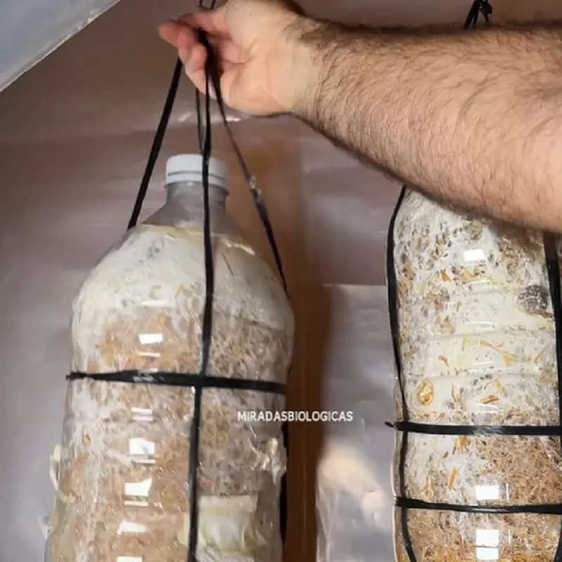 تصویر مرتبط با راهنمای جامع پرورش قارچ صدفی در خانه با ذرت و کاه گندم