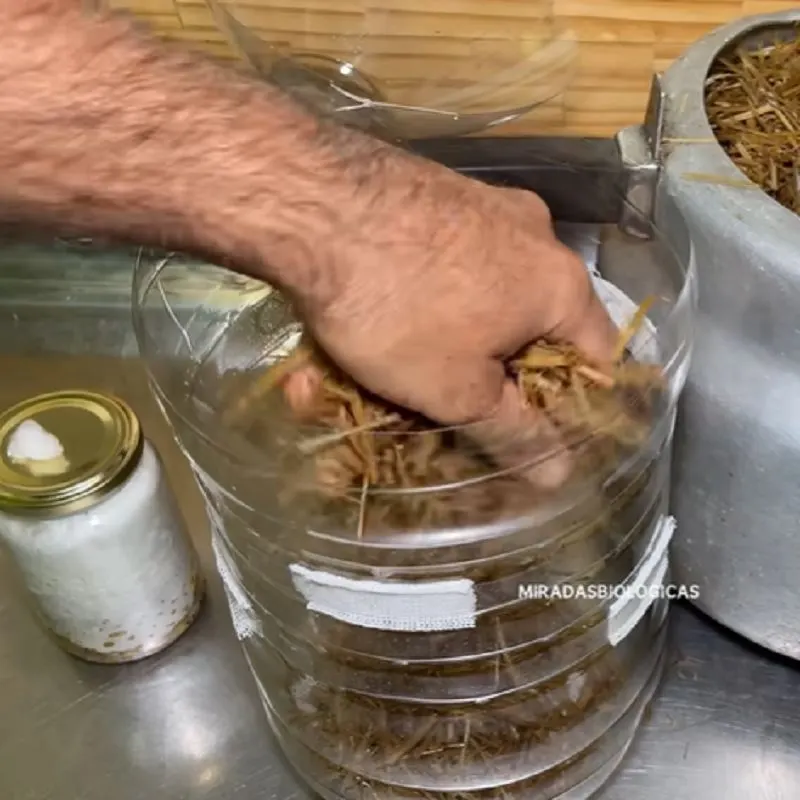 تصویر مرتبط با راهنمای جامع پرورش قارچ صدفی در خانه با ذرت و کاه گندم